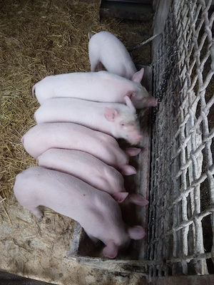 purcei de 9 săptămâni marele alb. 