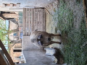 Vând porc  mangalita  - imagine 3