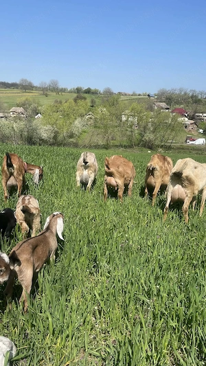 Vand capre anglo - nubiene - imagine 4