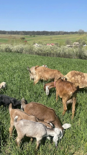 Vand capre anglo - nubiene - imagine 2