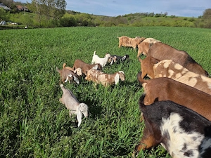 Vand capre anglo - nubiene - imagine 5