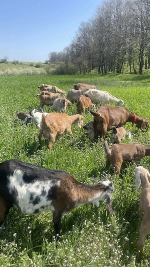 Vand capre anglo - nubiene - imagine 3