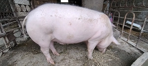 Porc 120 Kg de țară  - imagine 4