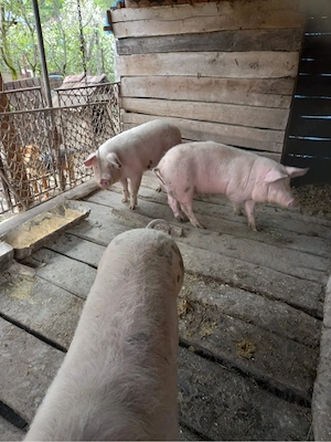 Vand porci Jibou - imagine 4