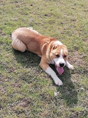 mascul.de vz  - imagine 3