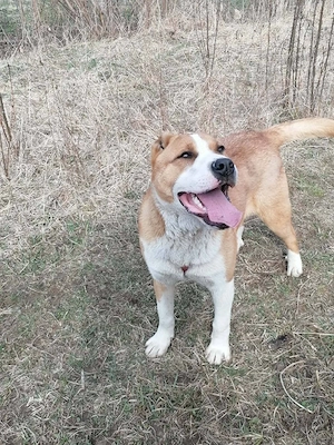 mascul.de vz  - imagine 2