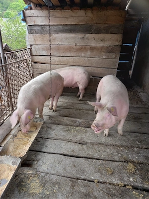 Vand porci Jibou - imagine 5