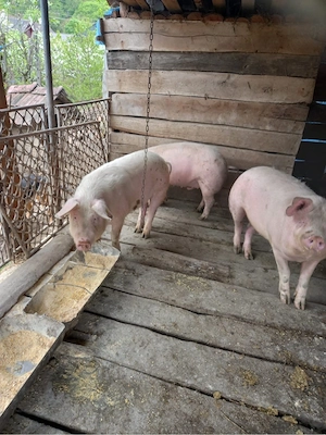 Vand porci Jibou - imagine 2