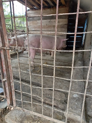 Vand porci Jibou - imagine 3