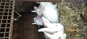 Iepuri hycole francez diferite vârste,rasa de carne cu creștere rapida. - imagine 4