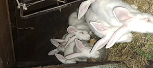 Iepuri hycole francez diferite vârste,rasa de carne cu creștere rapida.