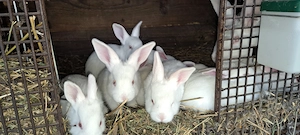 Iepuri hycole francez diferite vârste,rasa de carne cu creștere rapida. - imagine 5
