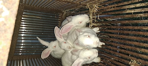 Iepuri hycole francez diferite vârste,rasa de carne cu creștere rapida. - imagine 2