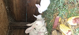 Iepuri hycole francez diferite vârste,rasa de carne cu creștere rapida. - imagine 3