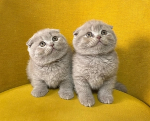 Pui British Shorthair Lilac (fetiță). - imagine 2
