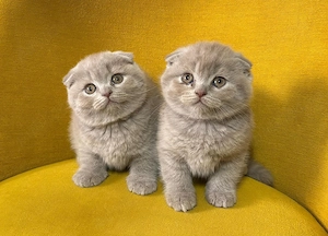 Pui British Shorthair Lilac