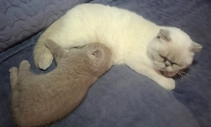 Pui British Shorthair Lilac (fetiță). - imagine 3