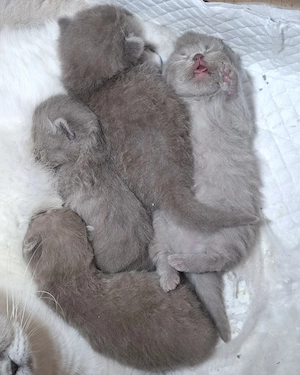Pui British Shorthair Lilac (fetiță). - imagine 5