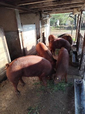 Vand scrofite - imagine 2