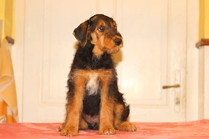 catei airedale terrier din parinti campioni - imagine 5