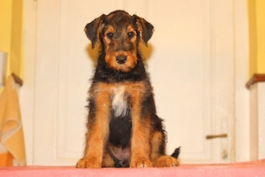 catei airedale terrier din parinti campioni