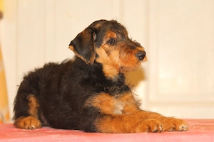 catei airedale terrier din parinti campioni - imagine 2