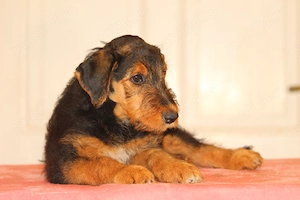 catei airedale terrier din parinti campioni - imagine 4