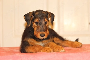 catei airedale terrier din parinti campioni - imagine 3