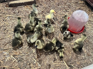 Vand boboci de gâscă