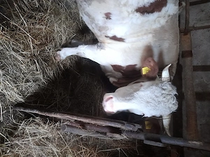 Vând vaca Baltata Romaneasca