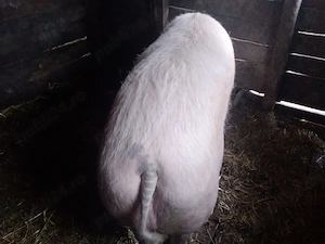 Vand scroafa de sacrificat - imagine 2