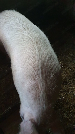 Vand scroafa de sacrificat - imagine 4