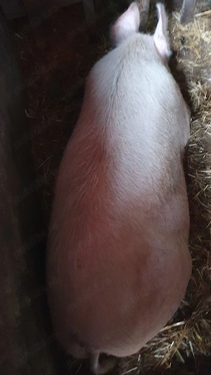 Vand scroafa de sacrificat - imagine 3