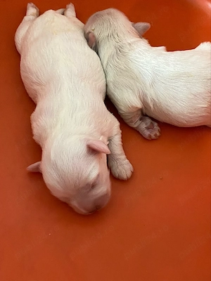 2 fetite de bichon mini toy  - imagine 2