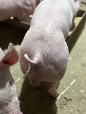 Purcei landrace cu pietran  - imagine 2