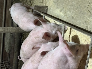 Purcei landrace cu pietran  - imagine 3