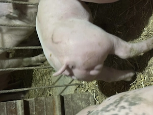 Purcei landrace cu pietran  - imagine 5