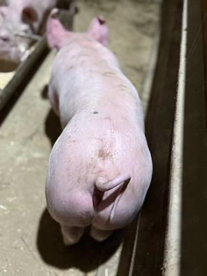 Purcei landrace cu pietran  - imagine 4