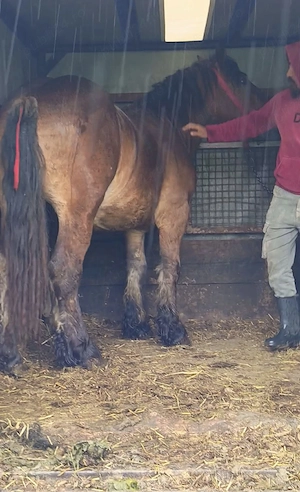 Vând un mânz frumos de un an și două luni 