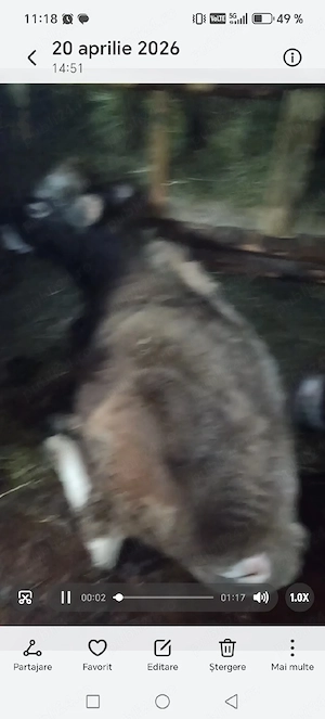 de vanzare pereche de tauri - imagine 5