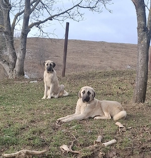 Kangal Turcesc! Disponibil. - imagine 2