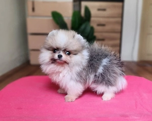 pui pomeranian particolor - imagine 7