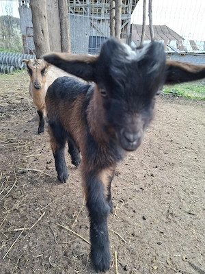 vând ieduți  - imagine 2