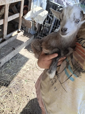 vând ieduți  - imagine 3