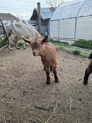 vând ieduți  - imagine 4