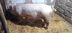 Material seminal Marele Alb 