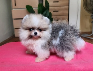 pui pomeranian particolor - imagine 3