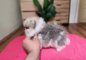 pui pomeranian particolor - imagine 6