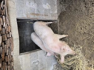 Porci crescuți în gospodărie  - imagine 2