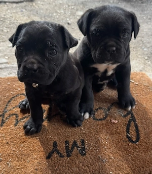 pui cane corso  - imagine 2